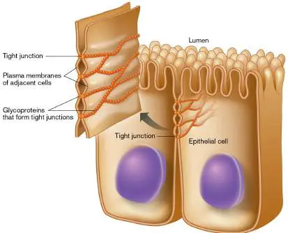 Figure from Chapter 23, Microbiology: An Evolving Science 6e