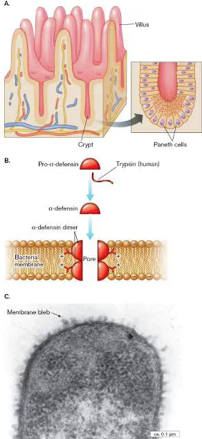 Figure from Chapter 23, Microbiology: An Evolving Science 6e