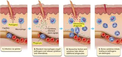 Figure from Chapter 23, Microbiology: An Evolving Science 6e