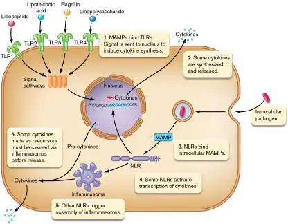 Figure from Chapter 23, Microbiology: An Evolving Science 6e