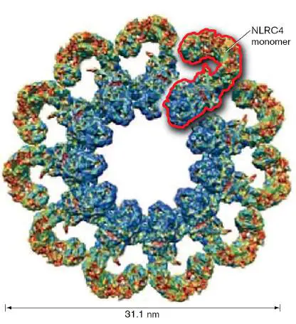 Figure from Chapter 23, Microbiology: An Evolving Science 6e