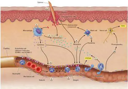 Figure from Chapter 23, Microbiology: An Evolving Science 6e