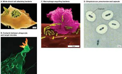 Figure from Chapter 23, Microbiology: An Evolving Science 6e