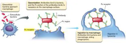Figure from Chapter 23, Microbiology: An Evolving Science 6e