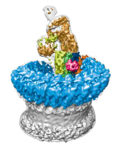 Figure from Chapter 23, Microbiology: An Evolving Science 6e