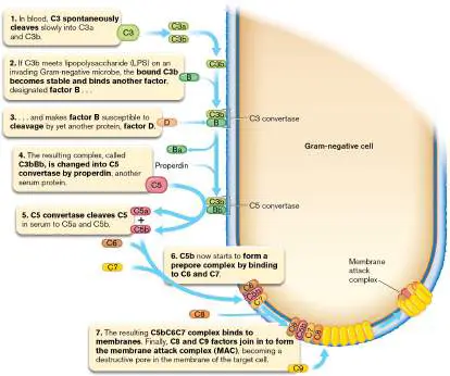 Figure from Chapter 23, Microbiology: An Evolving Science 6e
