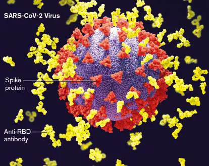 Figure from Chapter 24, Microbiology: An Evolving Science 6e