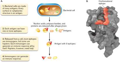 Figure from Chapter 24, Microbiology: An Evolving Science 6e