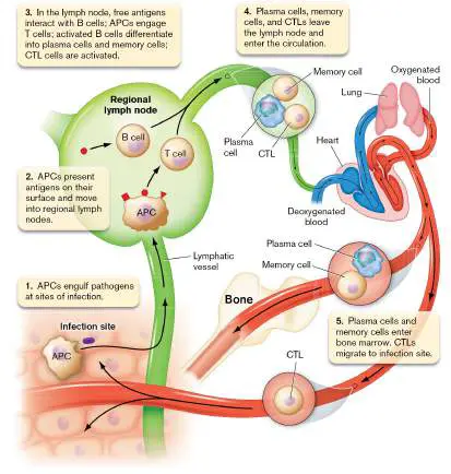 Figure from Chapter 24, Microbiology: An Evolving Science 6e