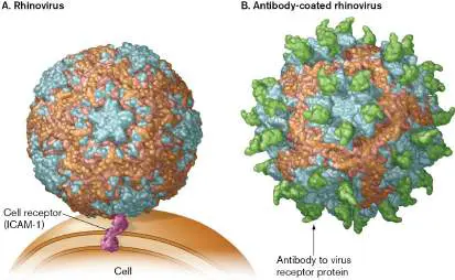 Figure from Chapter 24, Microbiology: An Evolving Science 6e