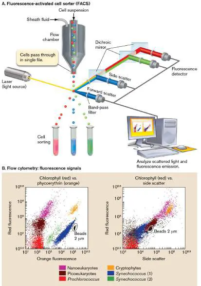 Figure from Chapter 24, Microbiology: An Evolving Science 6e