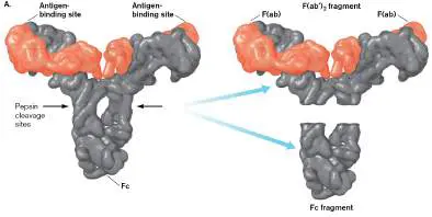Figure from Chapter 24, Microbiology: An Evolving Science 6e