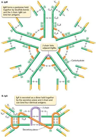 Figure from Chapter 24, Microbiology: An Evolving Science 6e