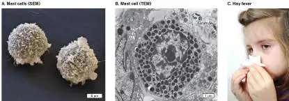 Figure from Chapter 24, Microbiology: An Evolving Science 6e
