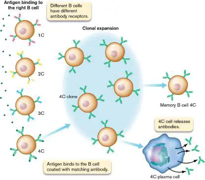 Figure from Chapter 24, Microbiology: An Evolving Science 6e