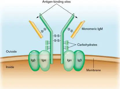 Figure from Chapter 24, Microbiology: An Evolving Science 6e