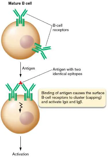 Figure from Chapter 24, Microbiology: An Evolving Science 6e