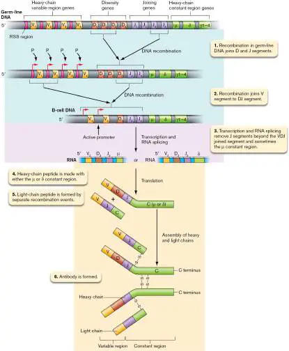 Figure from Chapter 24, Microbiology: An Evolving Science 6e