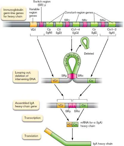 Figure from Chapter 24, Microbiology: An Evolving Science 6e