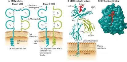 Figure from Chapter 24, Microbiology: An Evolving Science 6e