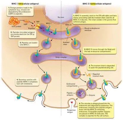 Figure from Chapter 24, Microbiology: An Evolving Science 6e