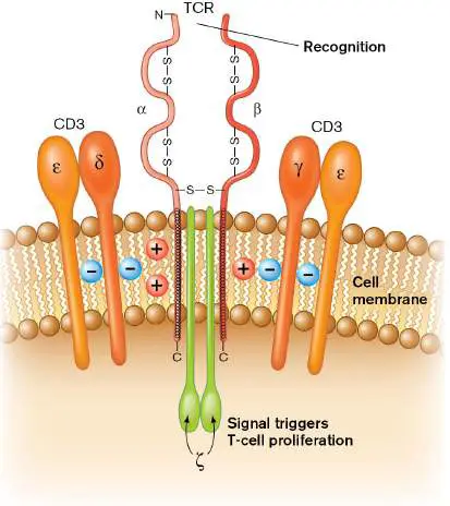 Figure from Chapter 24, Microbiology: An Evolving Science 6e