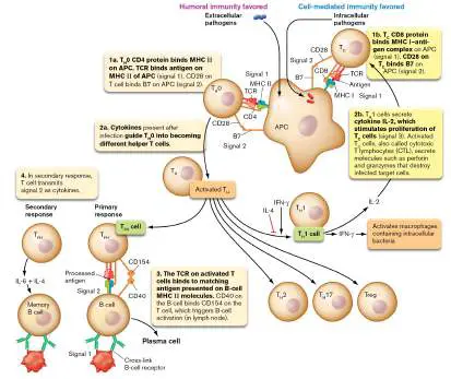 Figure from Chapter 24, Microbiology: An Evolving Science 6e