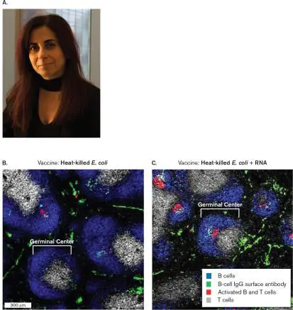 Figure from Chapter 24, Microbiology: An Evolving Science 6e