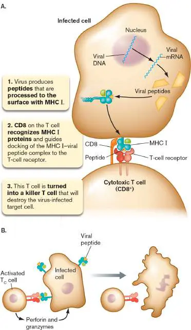 Figure from Chapter 24, Microbiology: An Evolving Science 6e