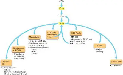 Figure from Chapter 24, Microbiology: An Evolving Science 6e