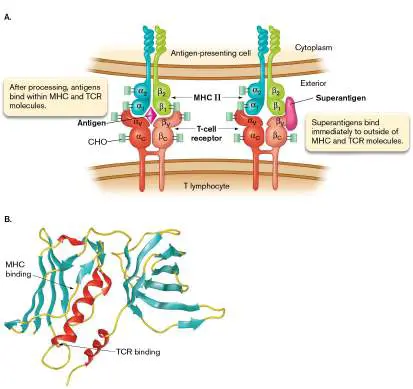 Figure from Chapter 24, Microbiology: An Evolving Science 6e