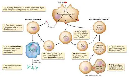 Figure from Chapter 24, Microbiology: An Evolving Science 6e