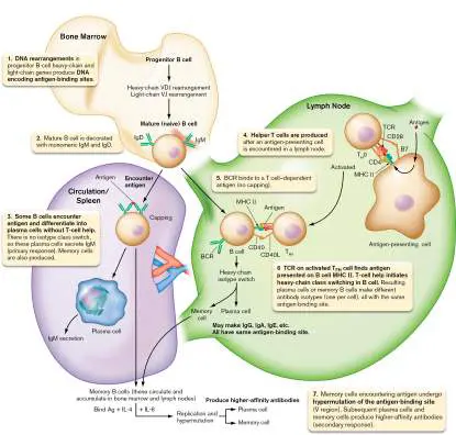 Figure from Chapter 24, Microbiology: An Evolving Science 6e