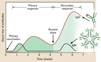 Figure from Chapter 24, Microbiology: An Evolving Science 6e