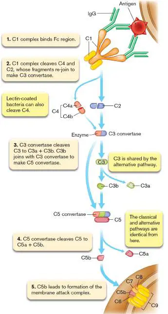 Figure from Chapter 24, Microbiology: An Evolving Science 6e