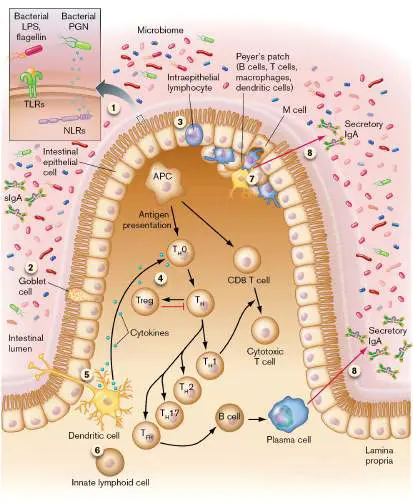 Figure from Chapter 24, Microbiology: An Evolving Science 6e