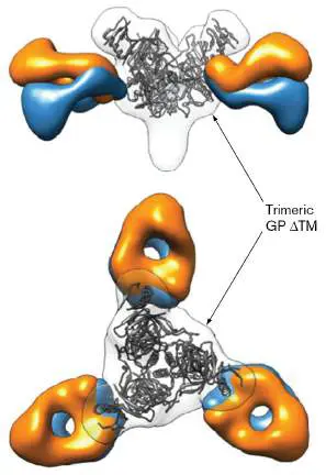 Figure from Chapter 24, Microbiology: An Evolving Science 6e