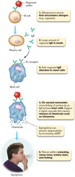 Figure from Chapter 24, Microbiology: An Evolving Science 6e