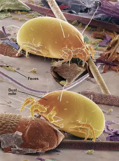 Figure from Chapter 24, Microbiology: An Evolving Science 6e