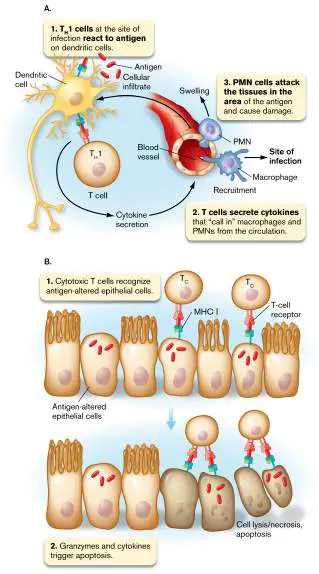 Figure from Chapter 24, Microbiology: An Evolving Science 6e