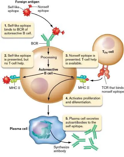 Figure from Chapter 24, Microbiology: An Evolving Science 6e