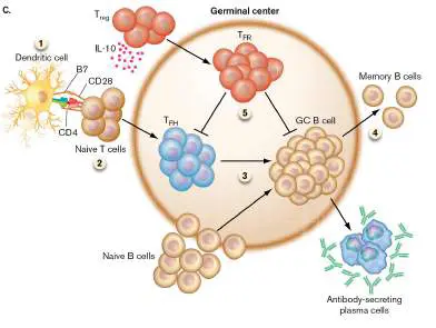 Figure from Chapter 24, Microbiology: An Evolving Science 6e