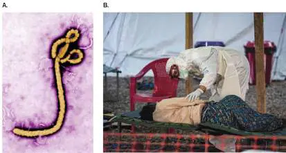Figure from Chapter 25, Microbiology: An Evolving Science 6e