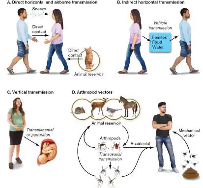 Figure from Chapter 25, Microbiology: An Evolving Science 6e