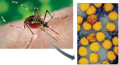 Figure from Chapter 25, Microbiology: An Evolving Science 6e