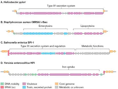Figure from Chapter 25, Microbiology: An Evolving Science 6e