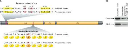 Figure from Chapter 25, Microbiology: An Evolving Science 6e
