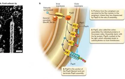 Figure from Chapter 25, Microbiology: An Evolving Science 6e