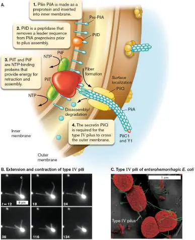 Figure from Chapter 25, Microbiology: An Evolving Science 6e