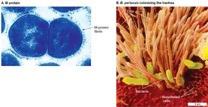 Figure from Chapter 25, Microbiology: An Evolving Science 6e